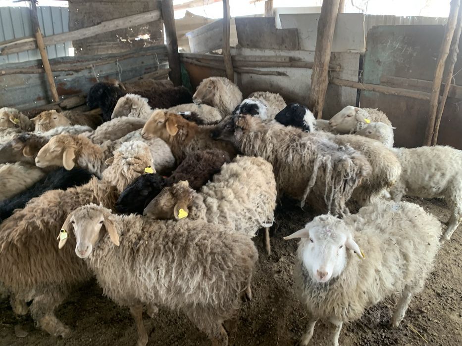 Семіз тоқтылар сатылады