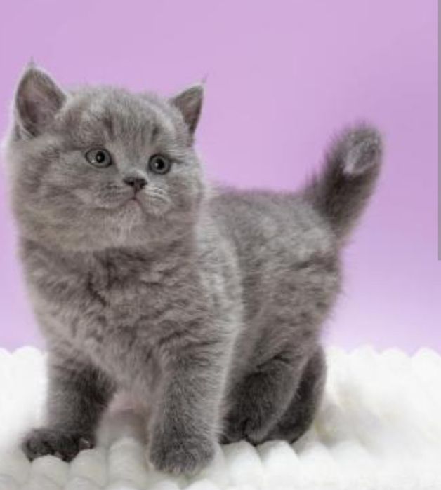 Котята Британчкие Алматы