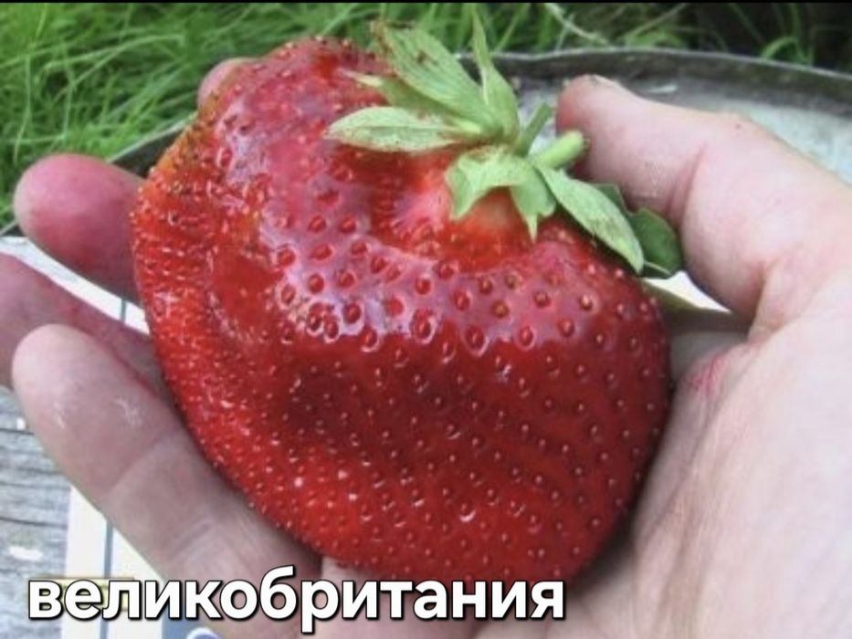 Продам саженцы клубники