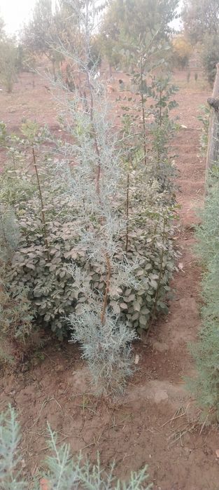 Аризониски кепарис