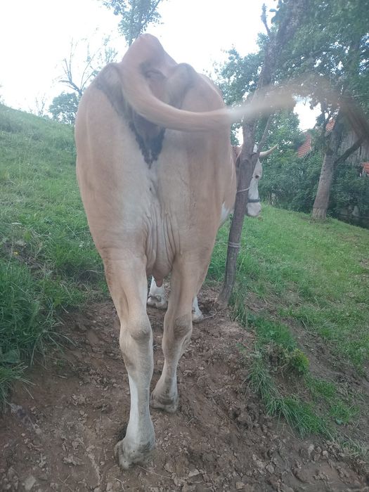 Vând vacă și o junincă