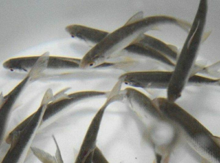 Продам живца..Чебак.