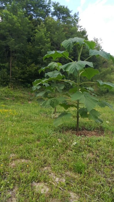 Butași Paulownia