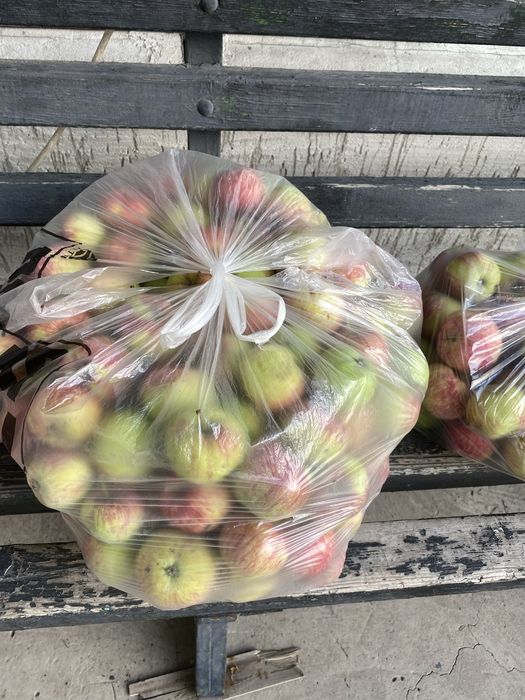 Продам свежие домашние яблоки