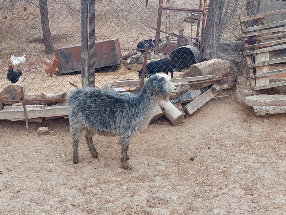 Семіз жем жеп тұрған бойдақ ешкілер сатылады