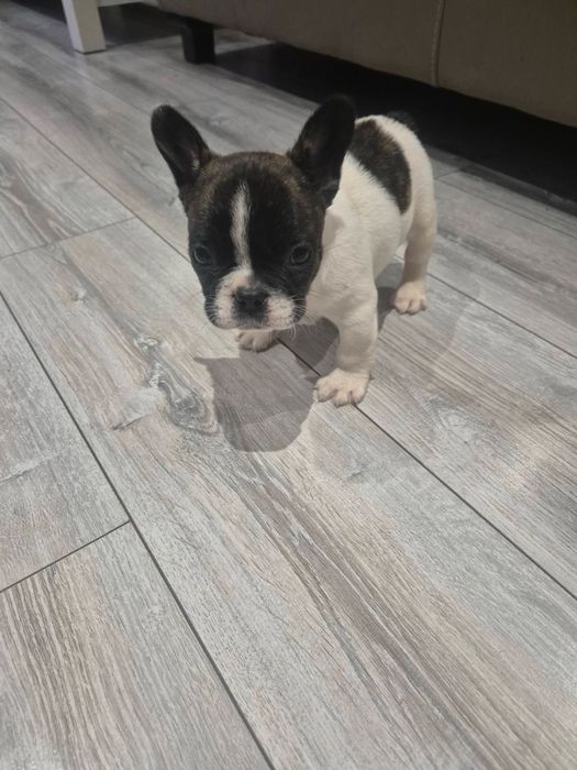 Френски Булдог Териер Мъжки