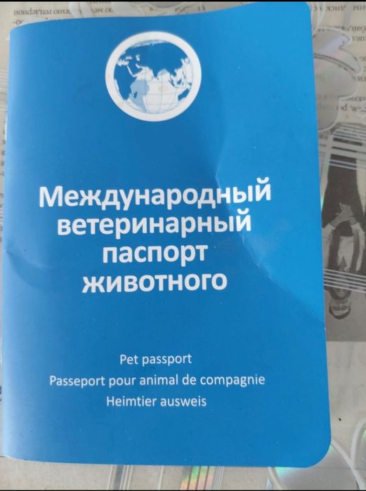 Продаётся кобель