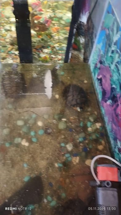 Продам черепах больших