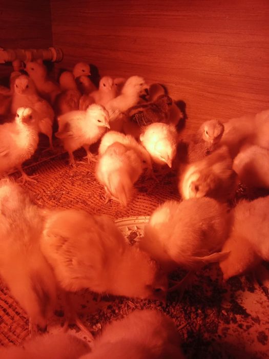 Цыплята домашние