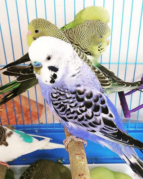 Продам попугаев Попугай волнистый Попугайчик
