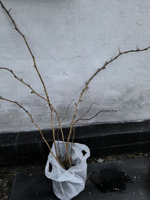 продам саженцы малины, ,  свежие,до