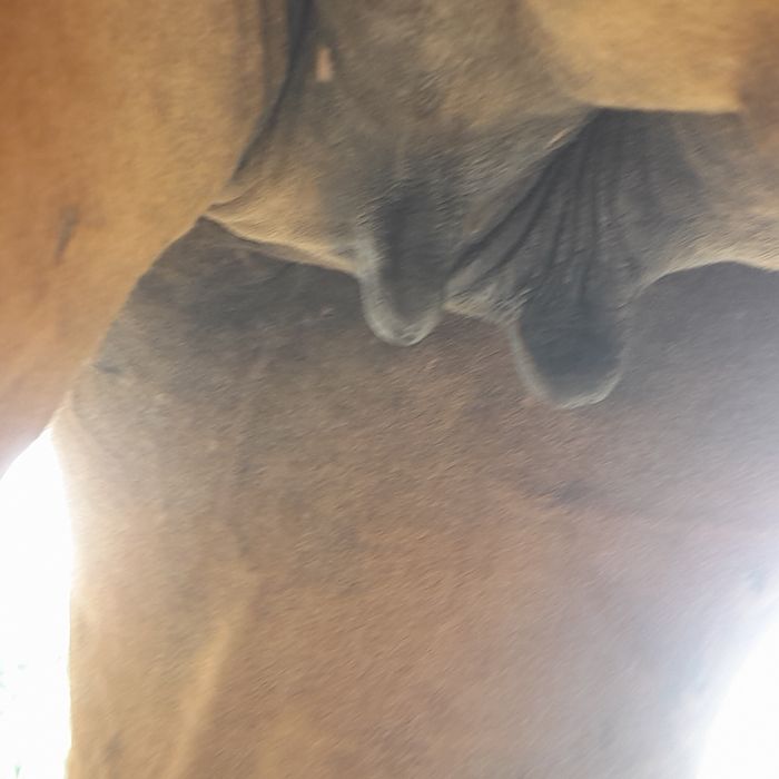 Таза қан данчак бие сатылады