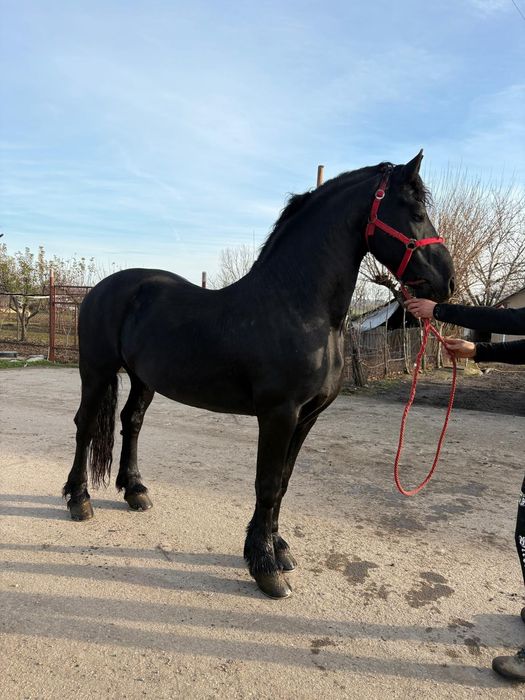 Vând Armăsar Frizian