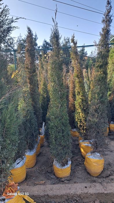 Archa va dekorativni darahtlar sotamiz va ekib beramiz dostafka bor