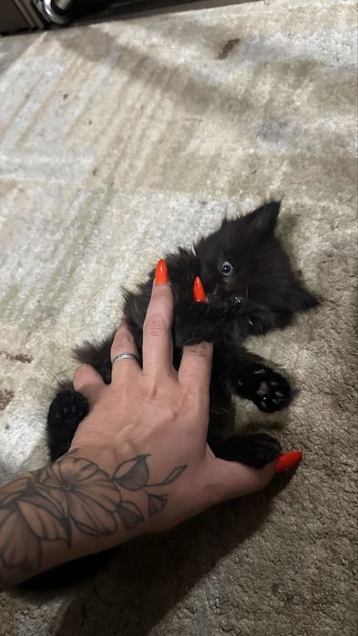 Отжам котят в доьрые руки