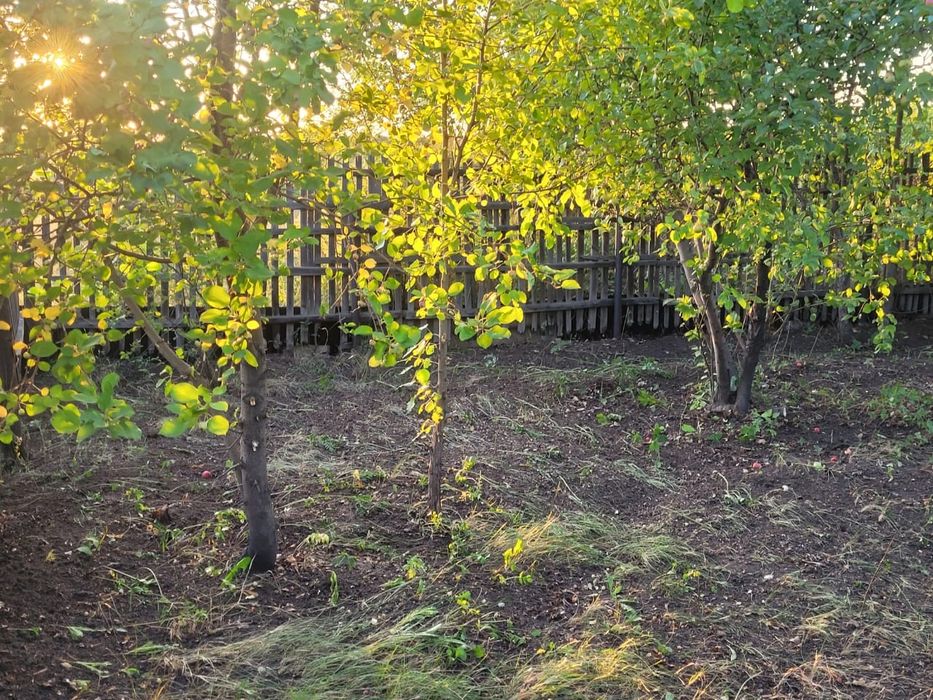 Продам дачу сад Березка