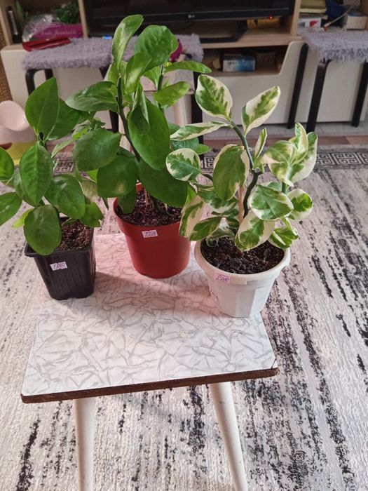 Продам комнатные растения