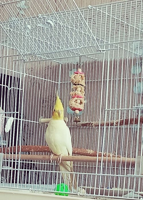 Попугаи корелла, пара