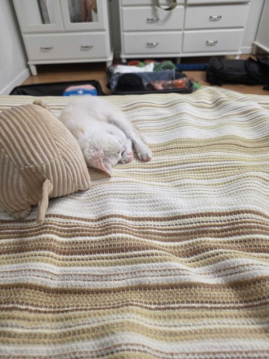 Котенок в добрые руки