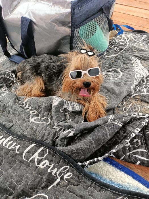 Вязка Йорк-терьер мини (1,6кг]