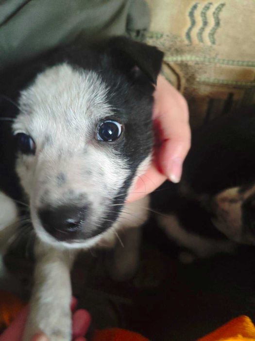 Щенки бесплатно Алматы