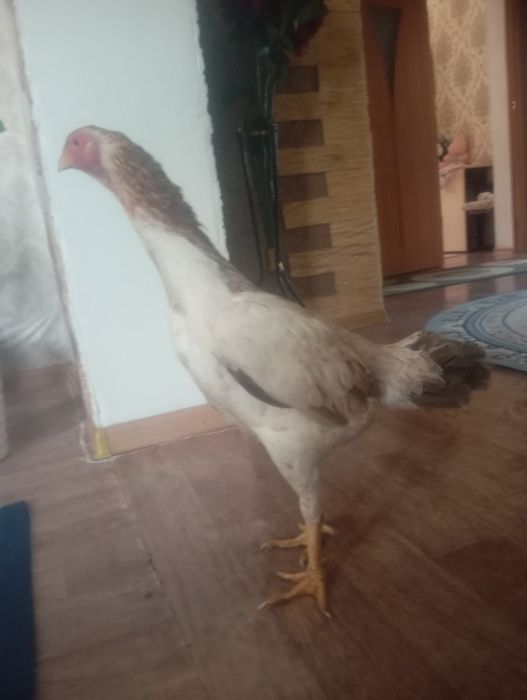 Обмен на дакана петуха