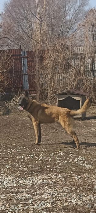 Бельгийская овчарка