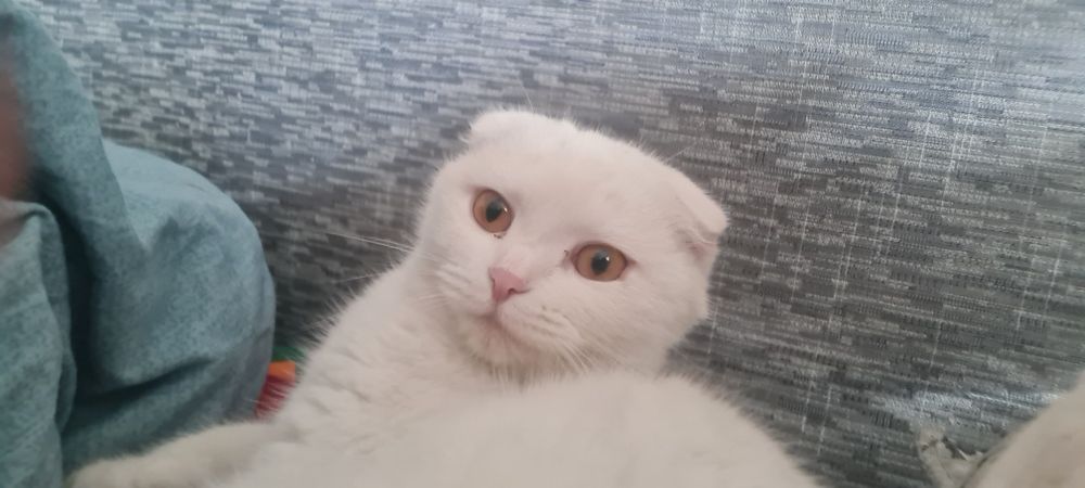 Вислоухая шотланская кошка