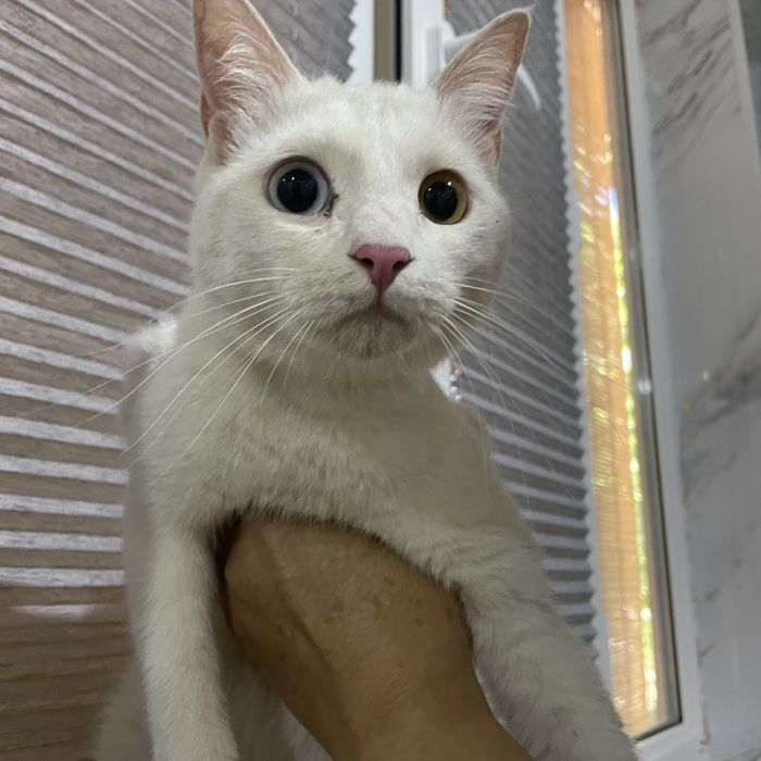 Отдаётся кошка. 1 год
