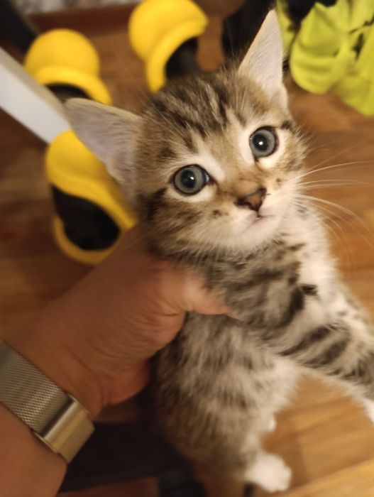 Отдам котенка мальчика