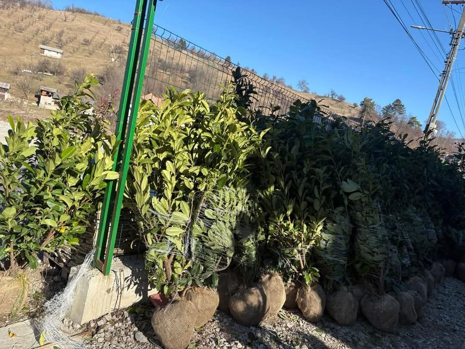 Pretul.este in functie de înaltime
• Vand tuia leylandii
• Înălțime 
*