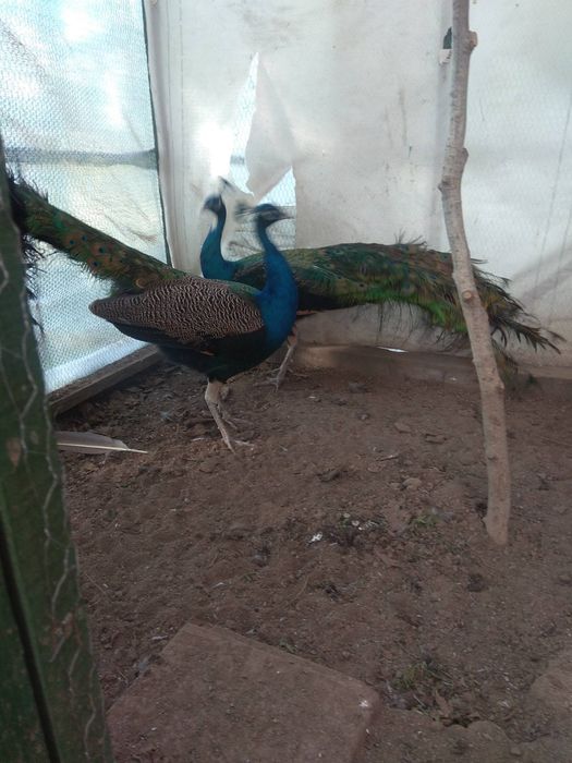 Спешно! Продавам тригодишни пауни два   мъжки и един женски      250 е