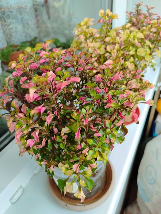 Продам комнатные цветы