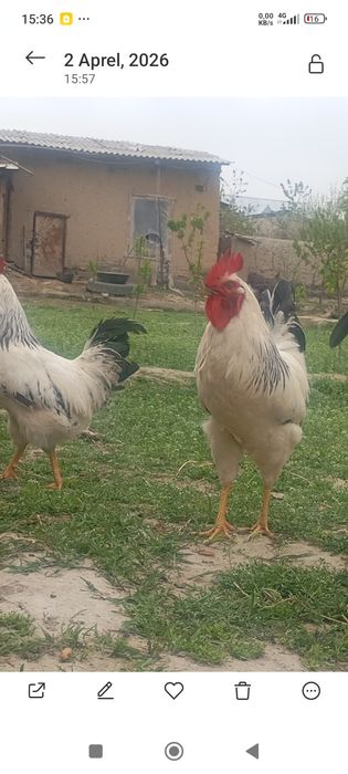 Adler xo'rozlar bor 150000