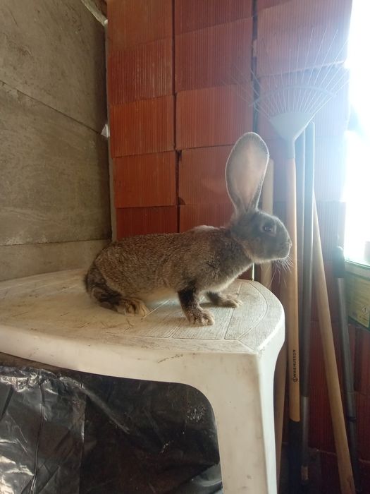 Vand masculas urias german gri