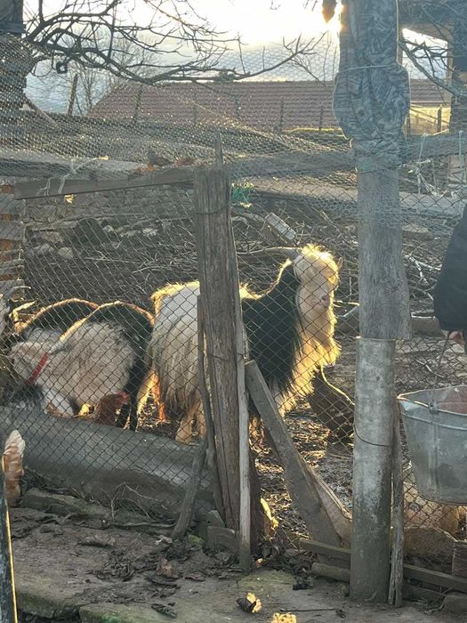 Продавам стадо кози