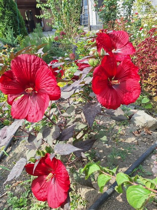 Гибискус травянистый