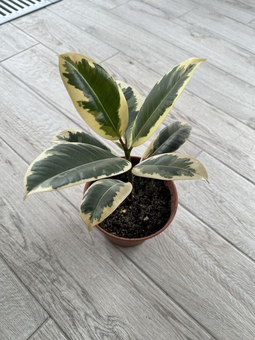 Продам фикус 1.5 года