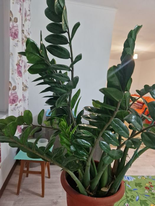 Замиакулькас (доллоровое дерево)