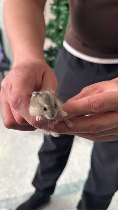 Хомяк — хомячиха , порода джунгарская