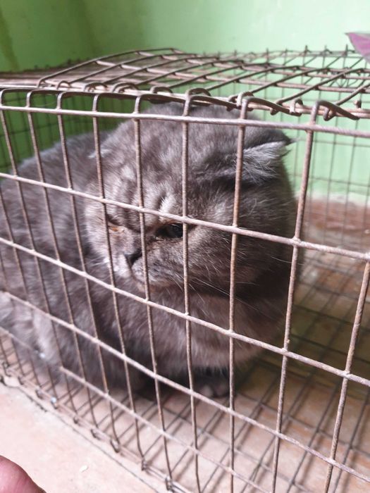 Zotdor mushuk narxi kelishiladi