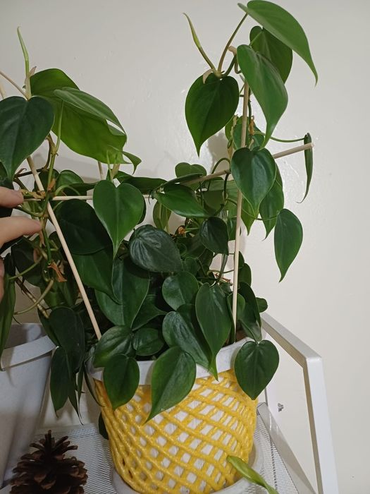 Филодендрон сердцелистный (Philodendron hederaceum)