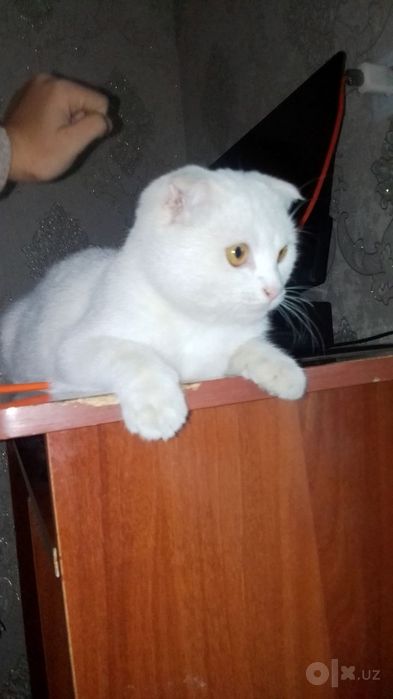 скотч фолд мушук