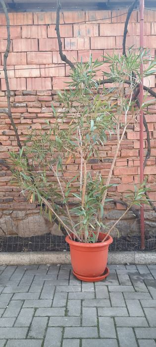 Leandru cu flori roz