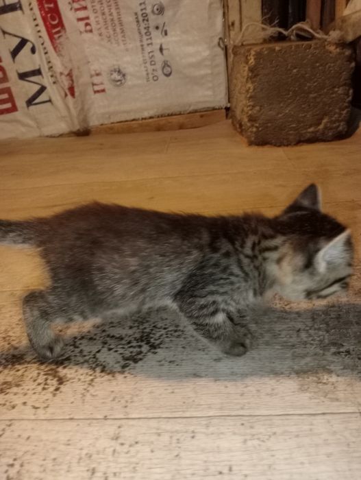 Mushukcha erkak kichik mustaqil ovqat yeydi bolalaringizga zur sovg'a