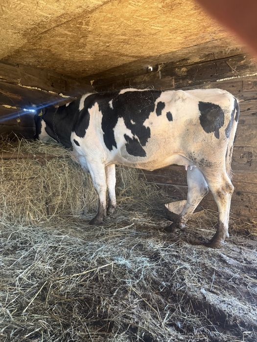 Продаются коровы