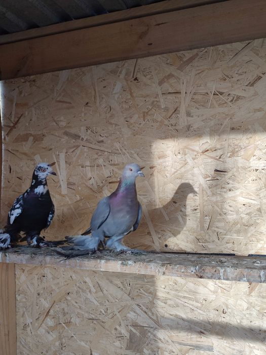 Самка сизая молодая