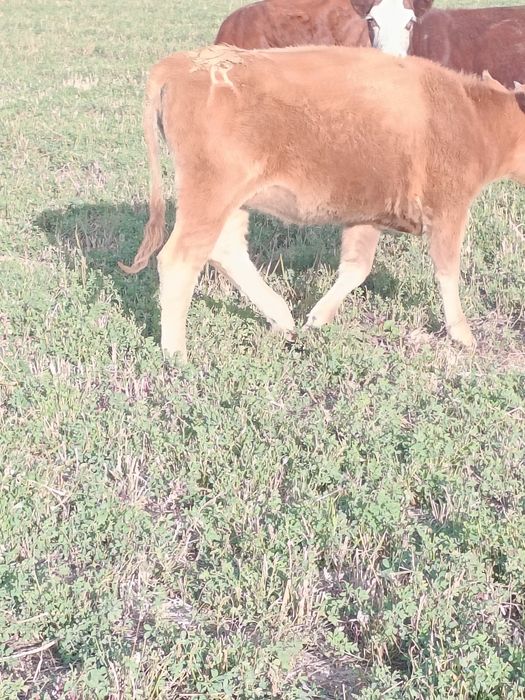 Ұрғашы таналар сатылады
