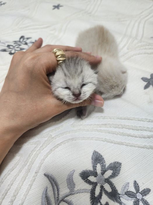 Shinshilla mushuk