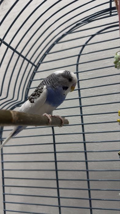 Попугай с клеткой